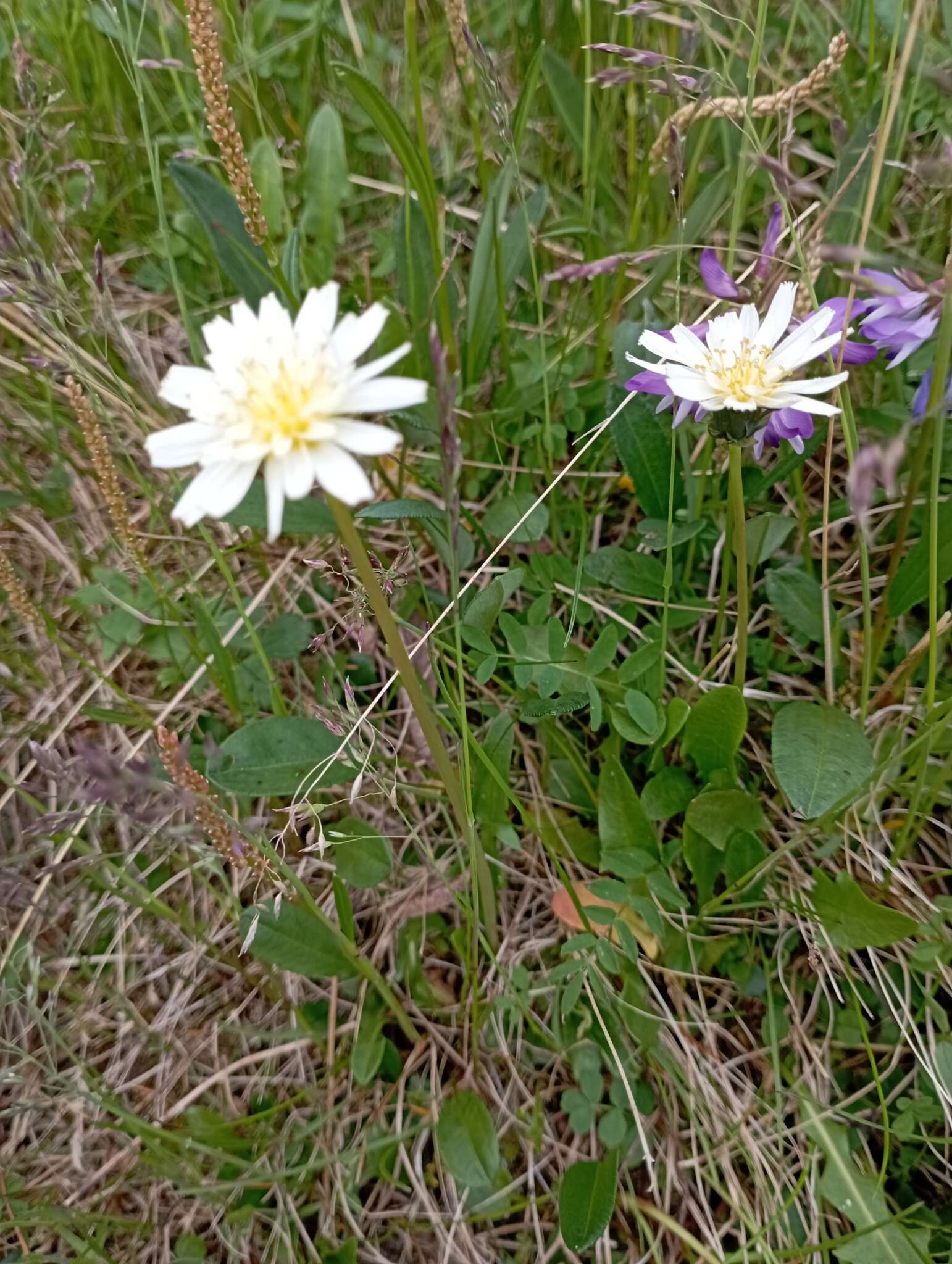 Слика од Taraxacum arcticum (Trautv.) Dahlst.