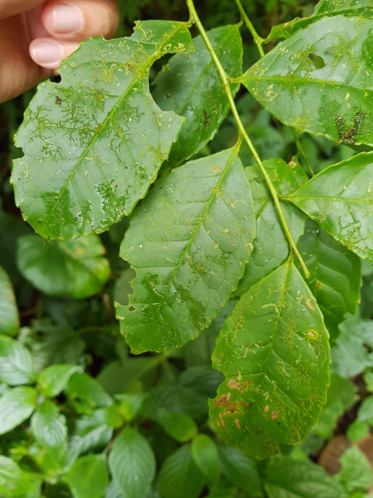 Image de Ilex lamprophylla Standl.