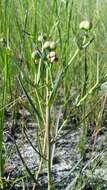 Euphorbia inundata var. garrettii E. L. Bridges & Orzell resmi