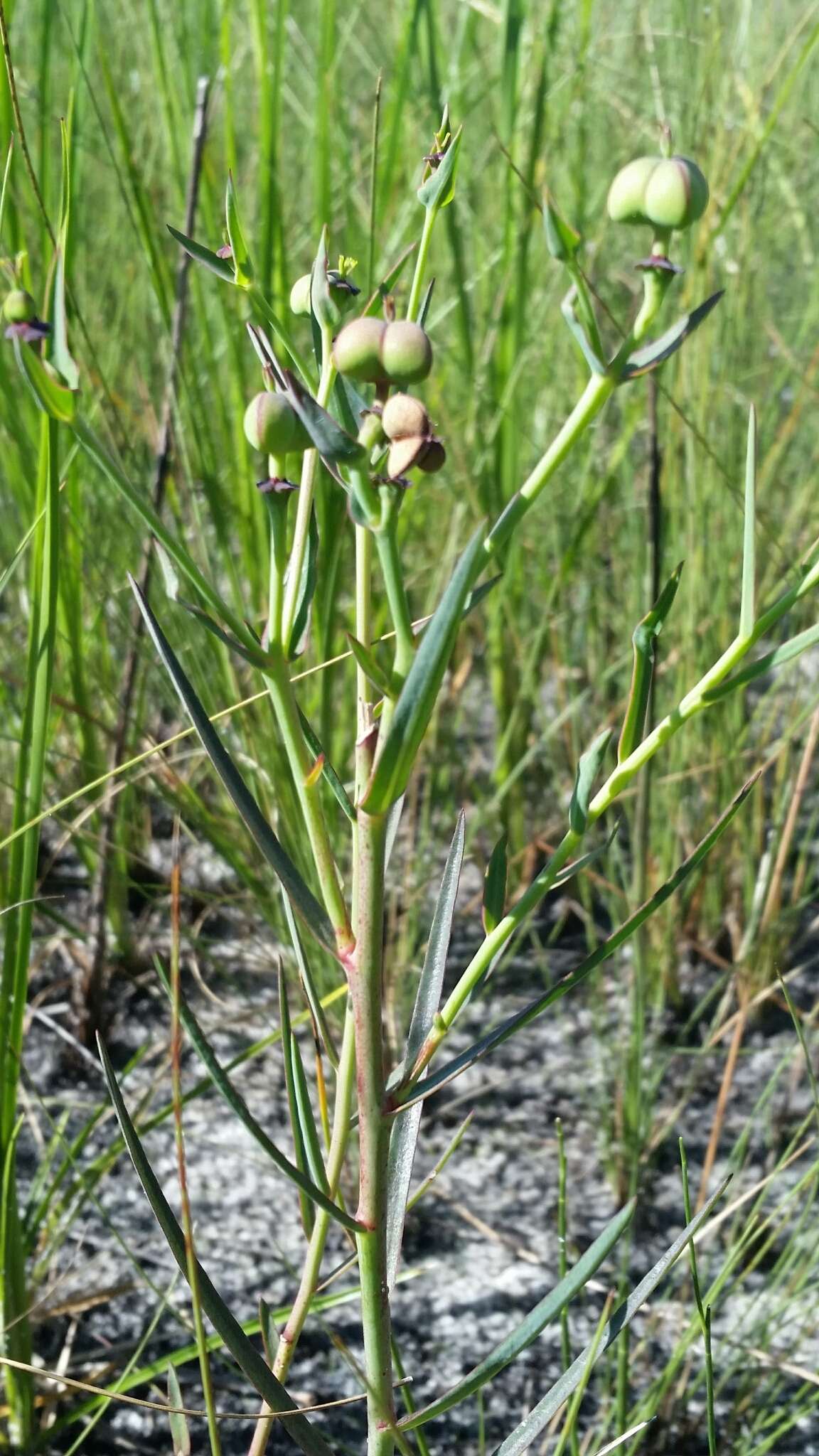 Euphorbia inundata var. garrettii E. L. Bridges & Orzell resmi