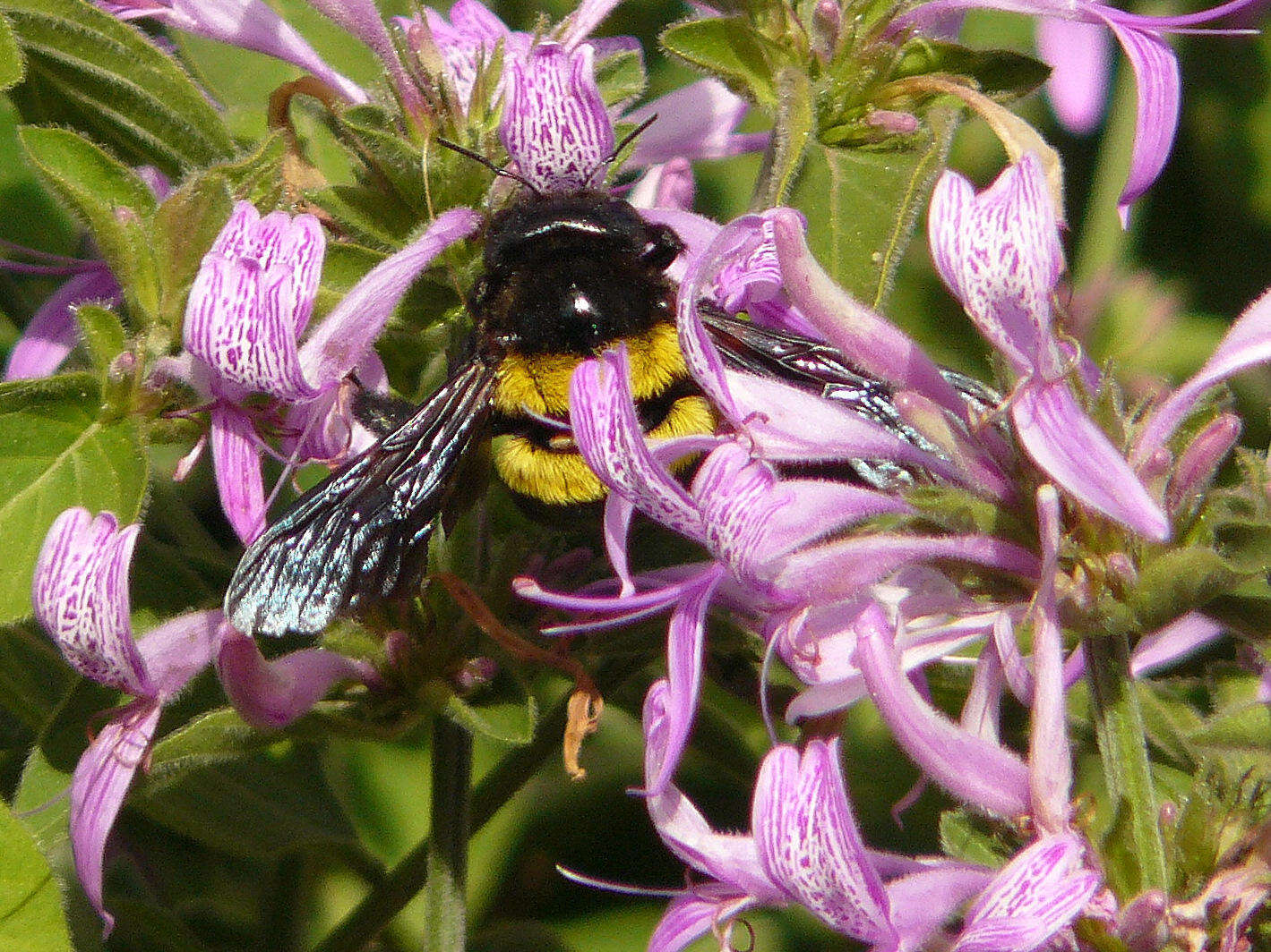 Image of Xylocopa caffra (Linnaeus 1767)