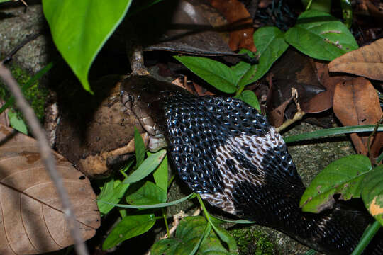 Image of Chinese Cobra