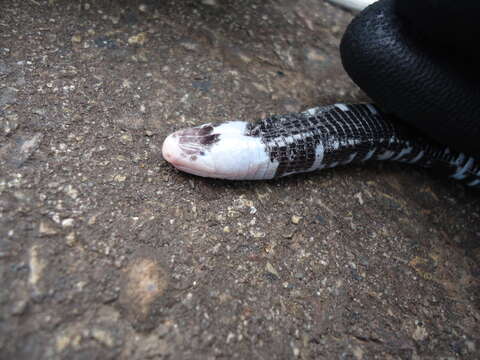 Image of Speckled Worm Lizard