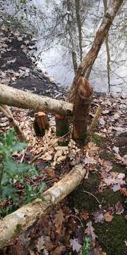 Image of European beaver