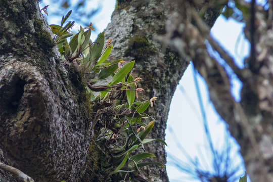 Image of Maxillaria marginata (Lindl.) Fenzl