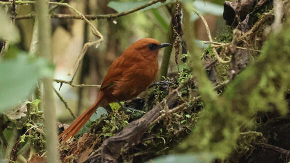 Image of Rufous Spinetail