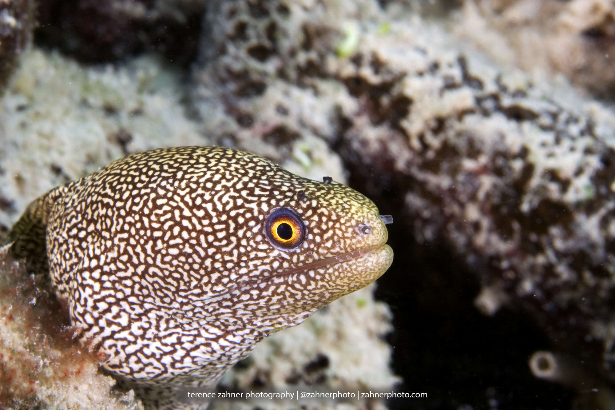 Image of Bastard Eel