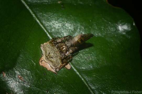 Image of Arkys speechleyi (Mascord 1968)