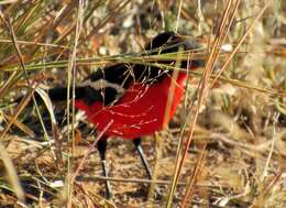 Image of Crimson-breasted Gonolek