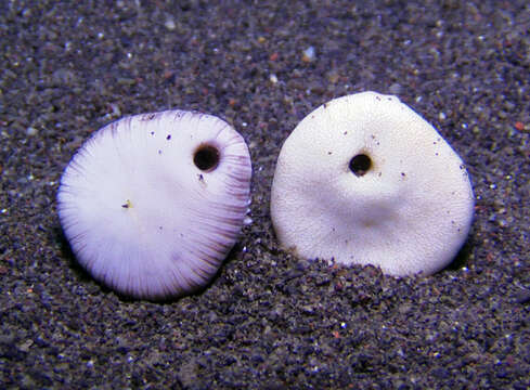 Image of Button Coral