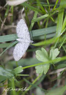 Image of satyr pug