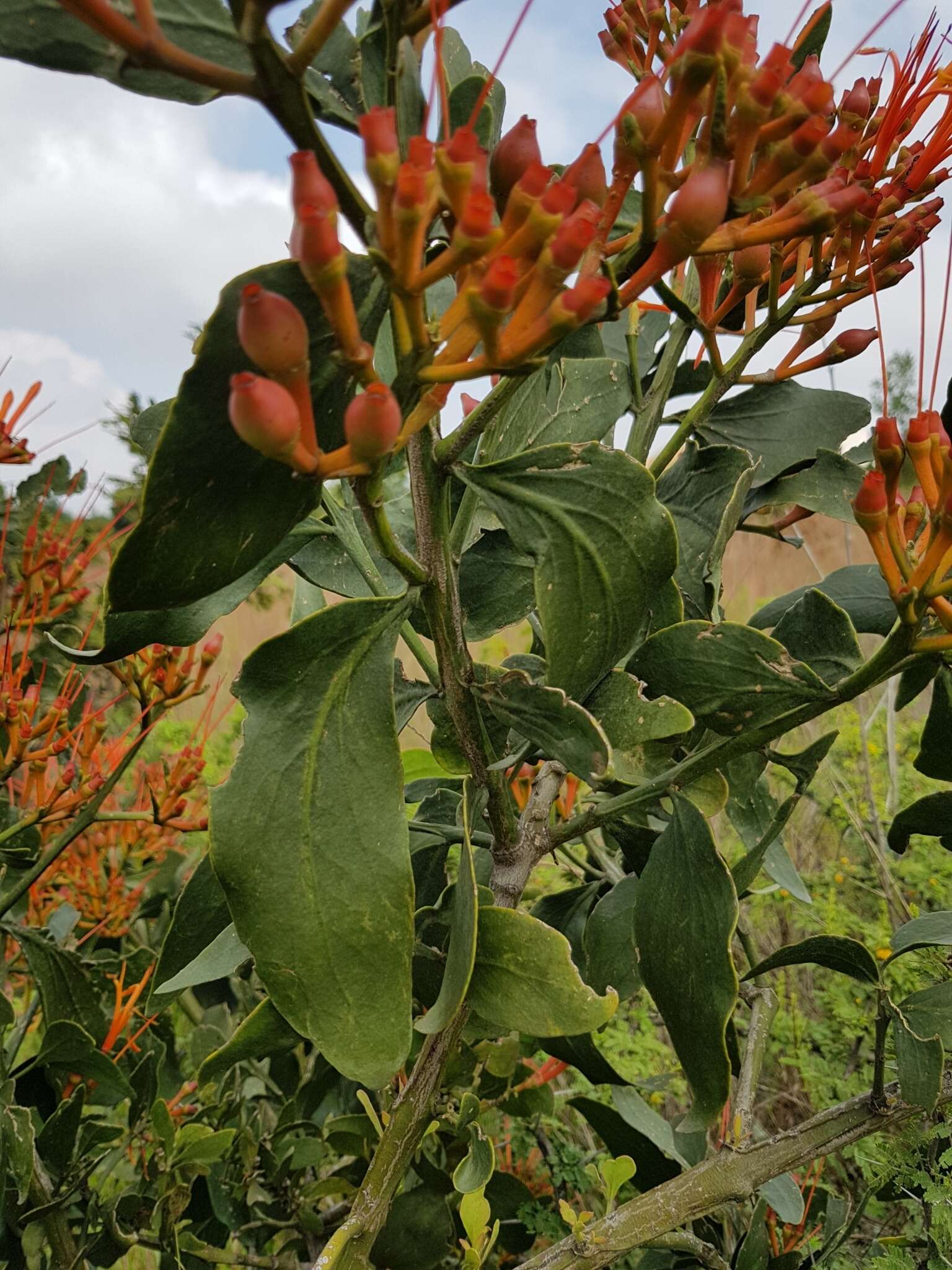 Image of Psittacanthus calyculatus (DC.) G. Don