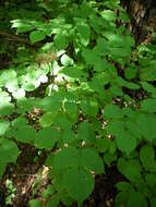 Image of American spikenard