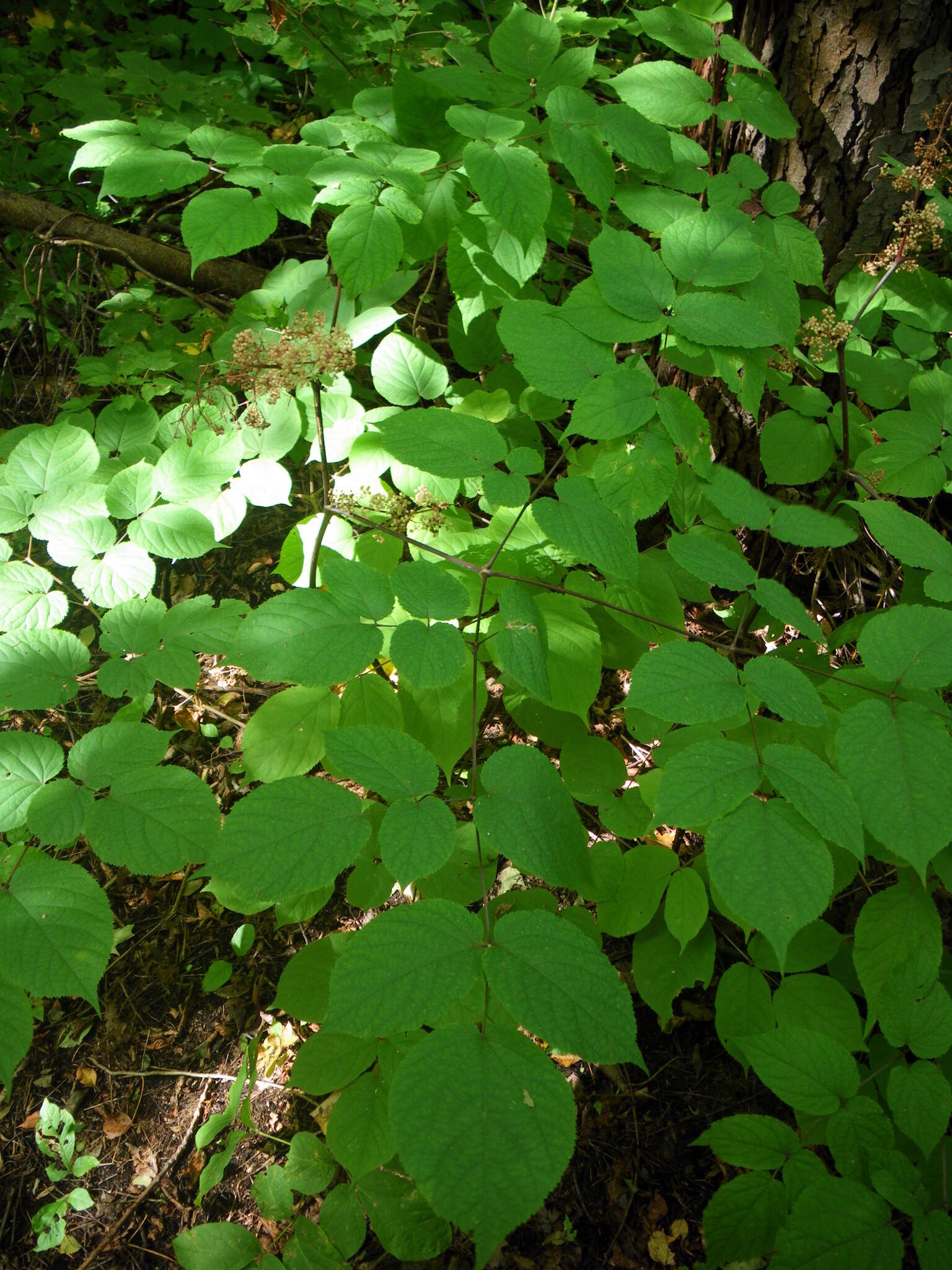 Image of American spikenard