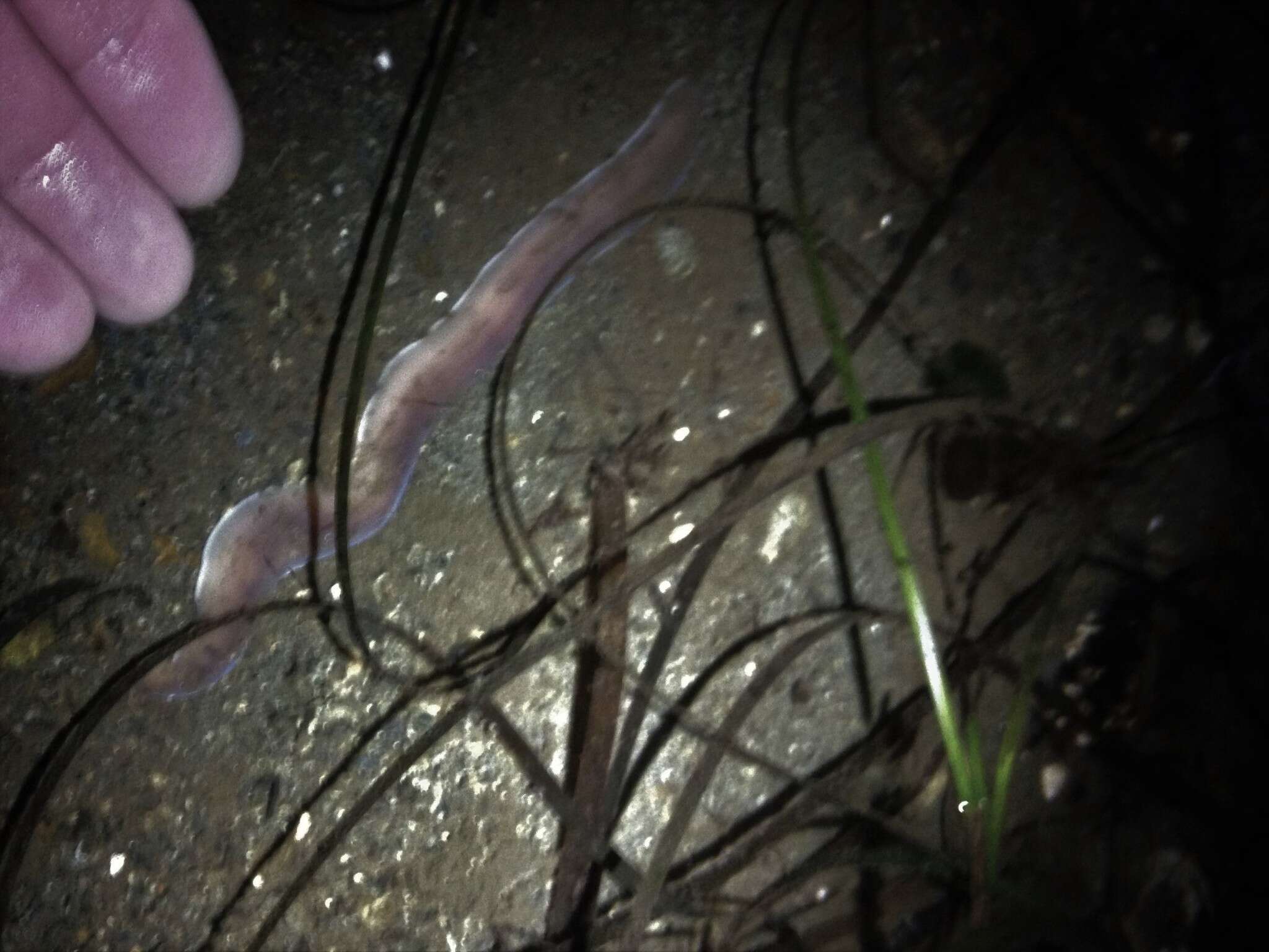 Image of black ribbon worm