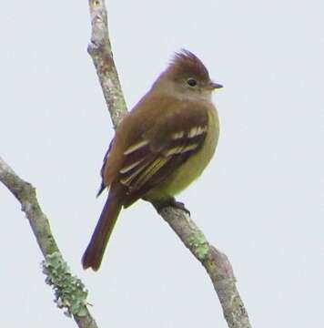 Image of Yellow-bellied Elaenia