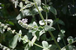 Слика од Stachys albens A. Gray