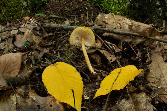 Pluteus flavofuligineus G. F. Atk. 1902 resmi