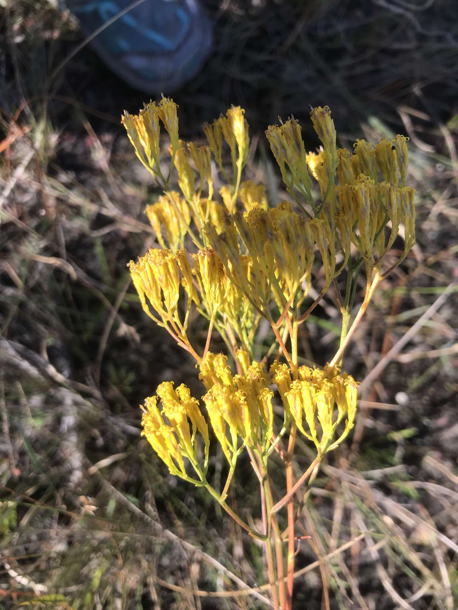 Plancia ëd Bigelowia nudata var. australis (L. C. Anderson) Shinners