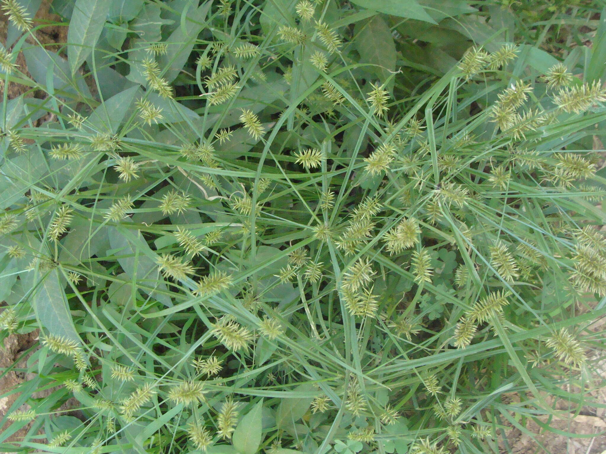 Слика од Cyperus hermaphroditus (Jacq.) Standl.