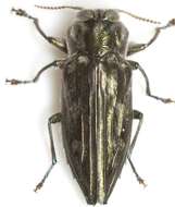 Image of Chrysobothris pseudacutipennis Obenberger 1940