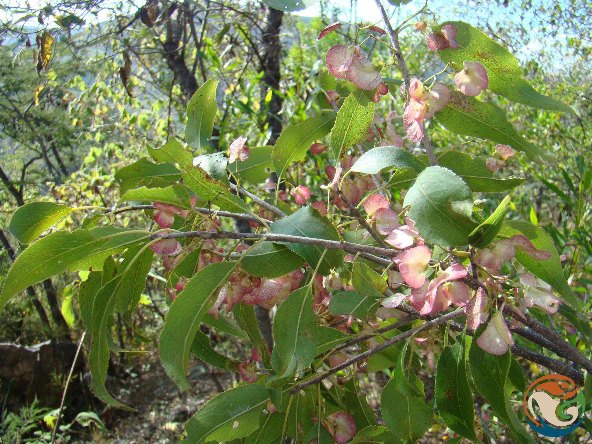 Image of Wimmeria serrulata (DC.) Radlk.