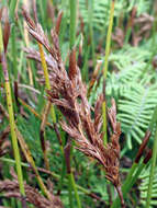 Image of Sporadanthus traversii (F. Muell.) Buchanan