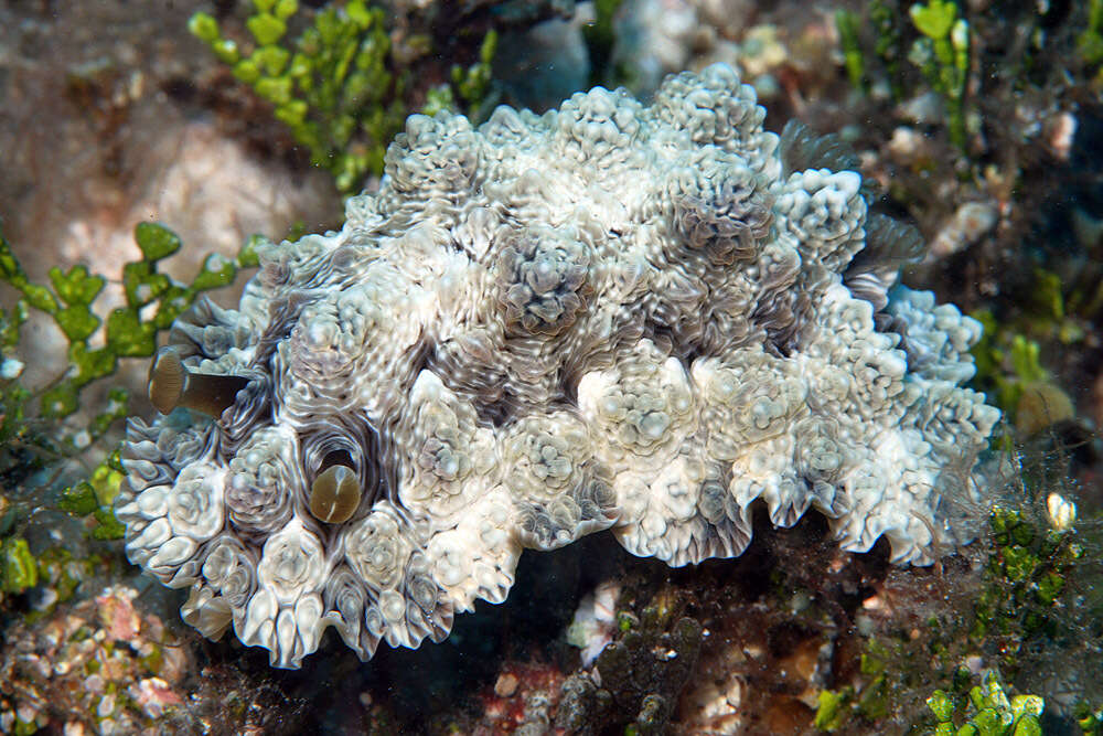 Image of Dendrodoris tuberculosa (Quoy & Gaimard 1832)