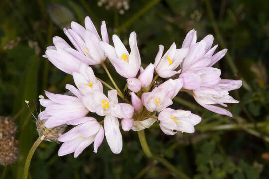 Image of Allium roseum L.