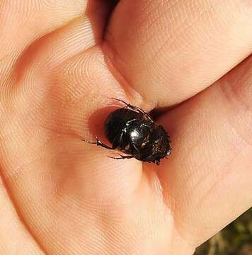 Plancia ëd Onthophagus (Palaeonthophagus) gibbulus (Pallas 1781)