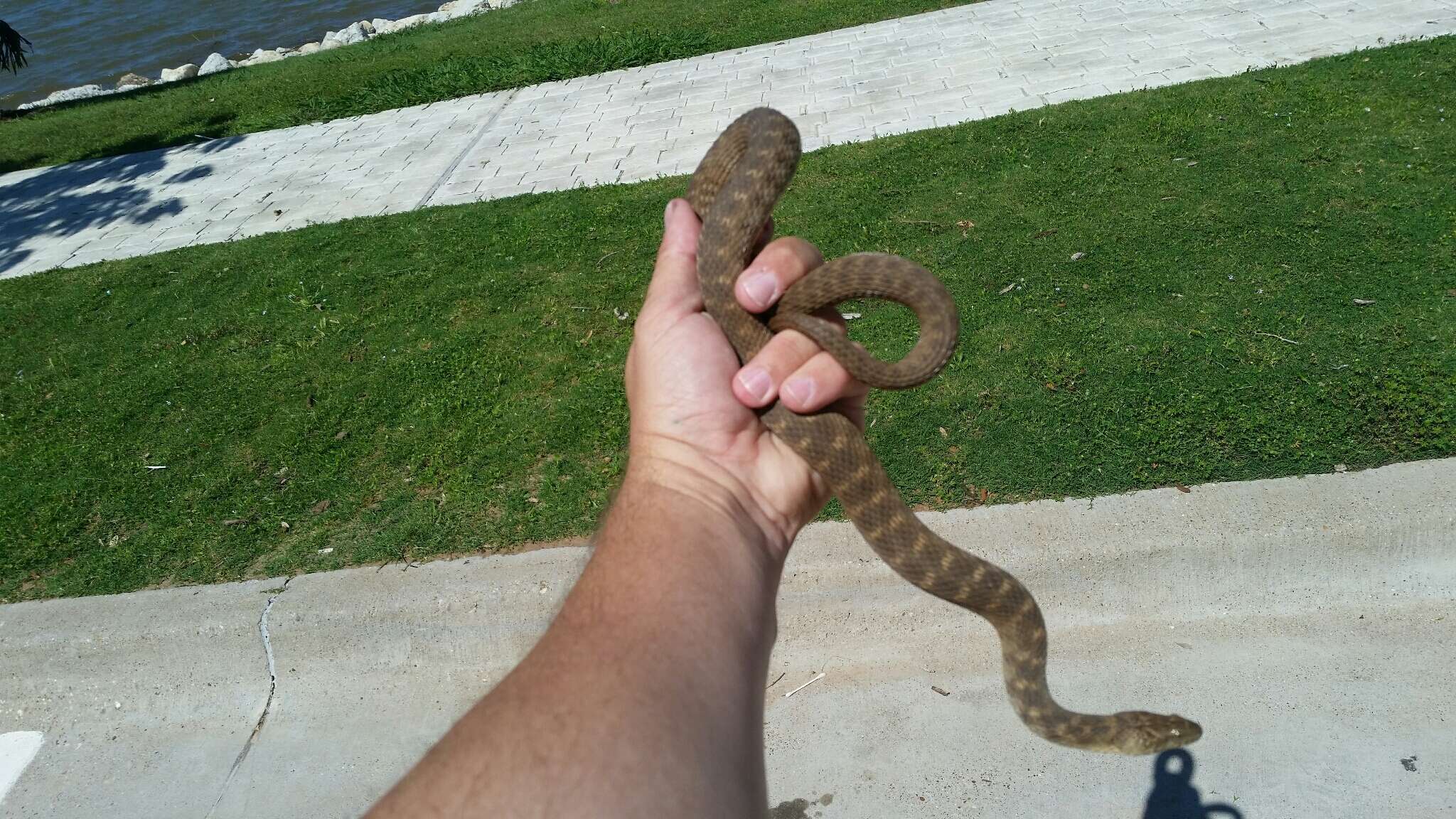 Image of Brazos Water Snake