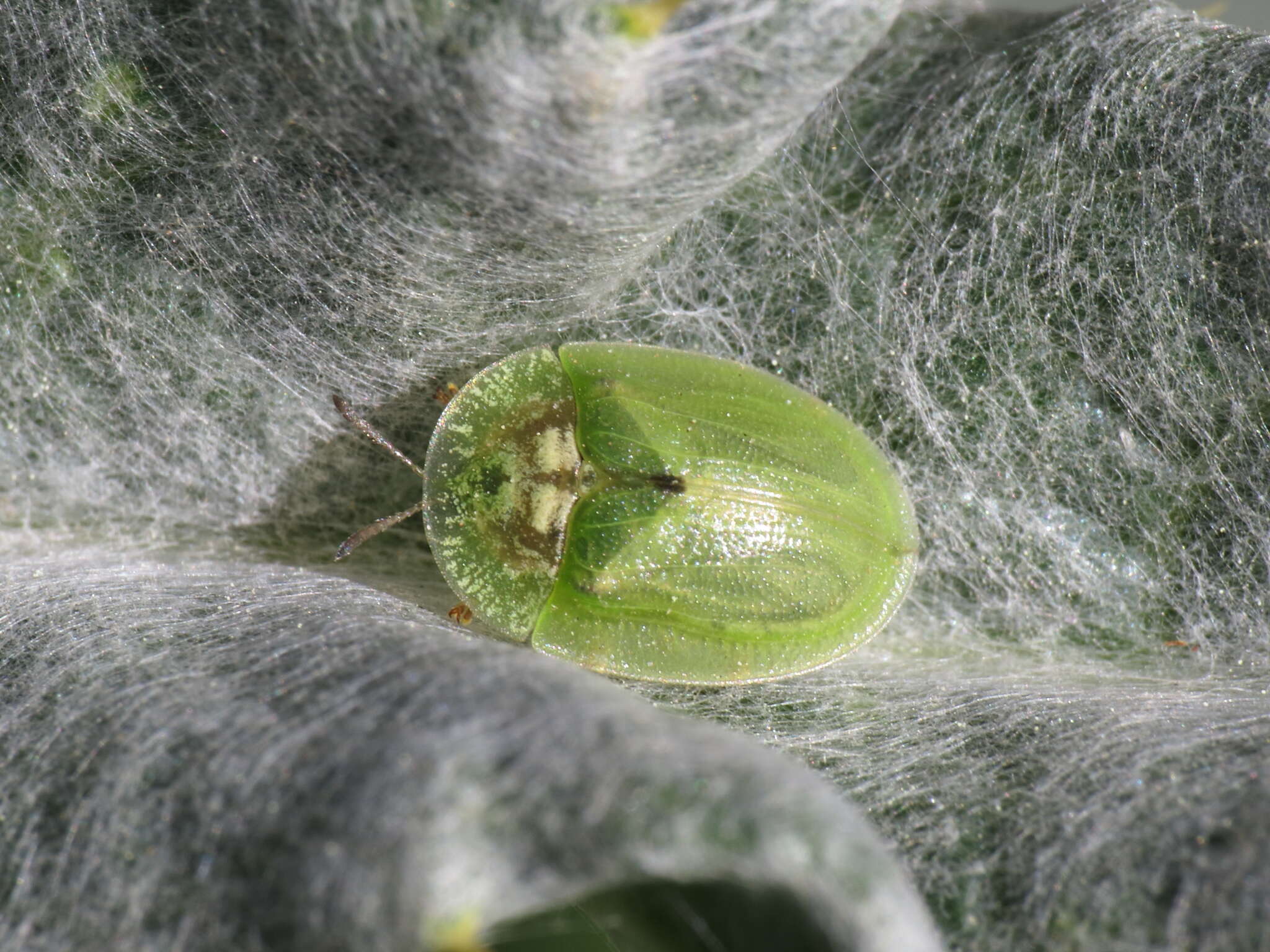 Image of Cassida (Cassida) deflorata Suffrian 1844