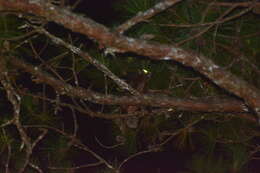 Image of Indian Giant Flying Squirrel