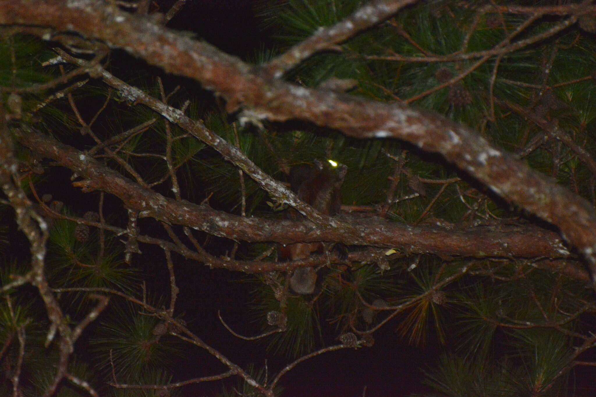 Image of Indian Giant Flying Squirrel