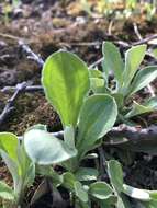 Antennaria parlinii subsp. fallax (Greene) R. J. Bayer & G. L. Stebbins resmi