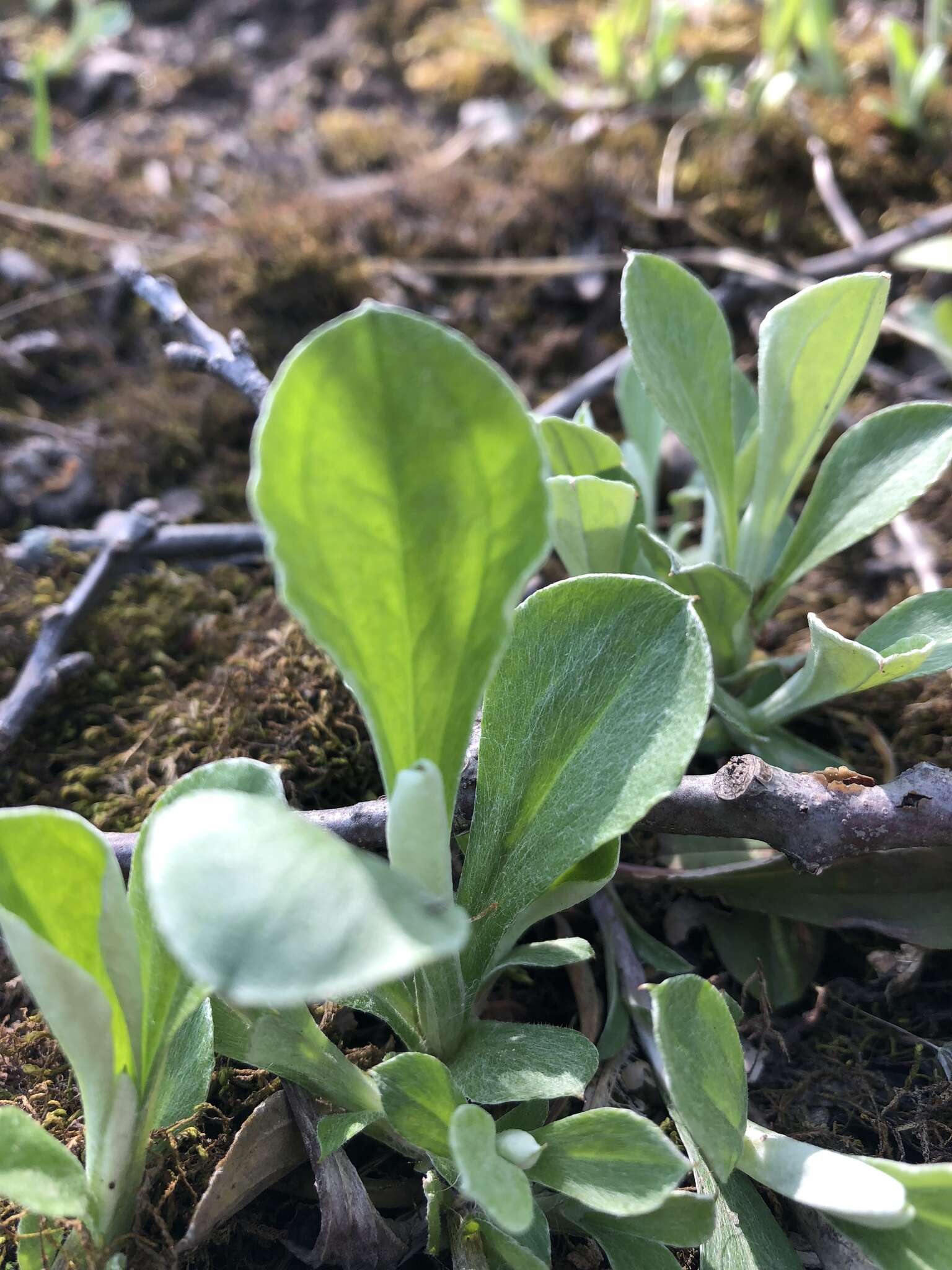 Image de Antennaria parlinii subsp. fallax (Greene) R. J. Bayer & G. L. Stebbins