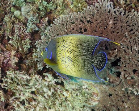 صورة Pomacanthus semicirculatus (Cuvier 1831)