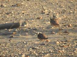 Image of Crowned Sandgrouse