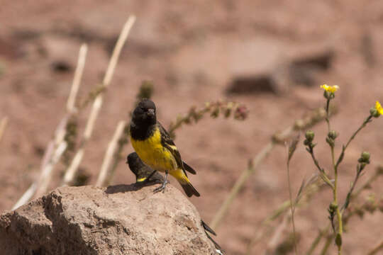 Image of Yellow-rumped Siskin