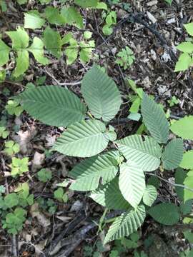 Image of Sawa Hornbeam