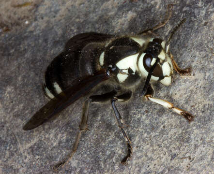 Image of Bald-faced Hornet