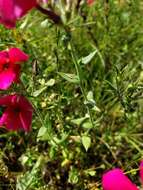 Image of Wilcox's phlox