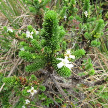 Aragoa abietina Kunth的圖片