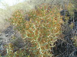 Image of Cylindropuntia caribaea (Britton & Rose) F. M. Knuth