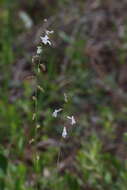 Imagem de Lobelia paludosa Nutt.