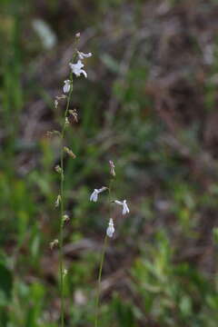 Imagem de Lobelia paludosa Nutt.