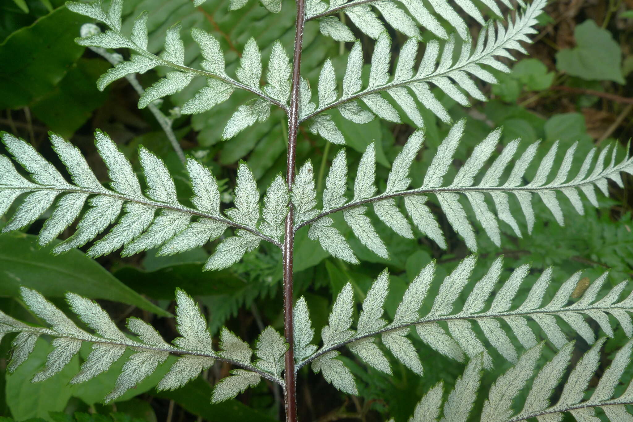 Image of Leather-Leaf Gold-Back Fern