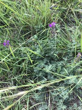 Plancia ëd Dalea lasiathera A. Gray