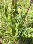 Image of Pedicularis rostratospicata subsp. helvetica (Steininger) O. Schwarz