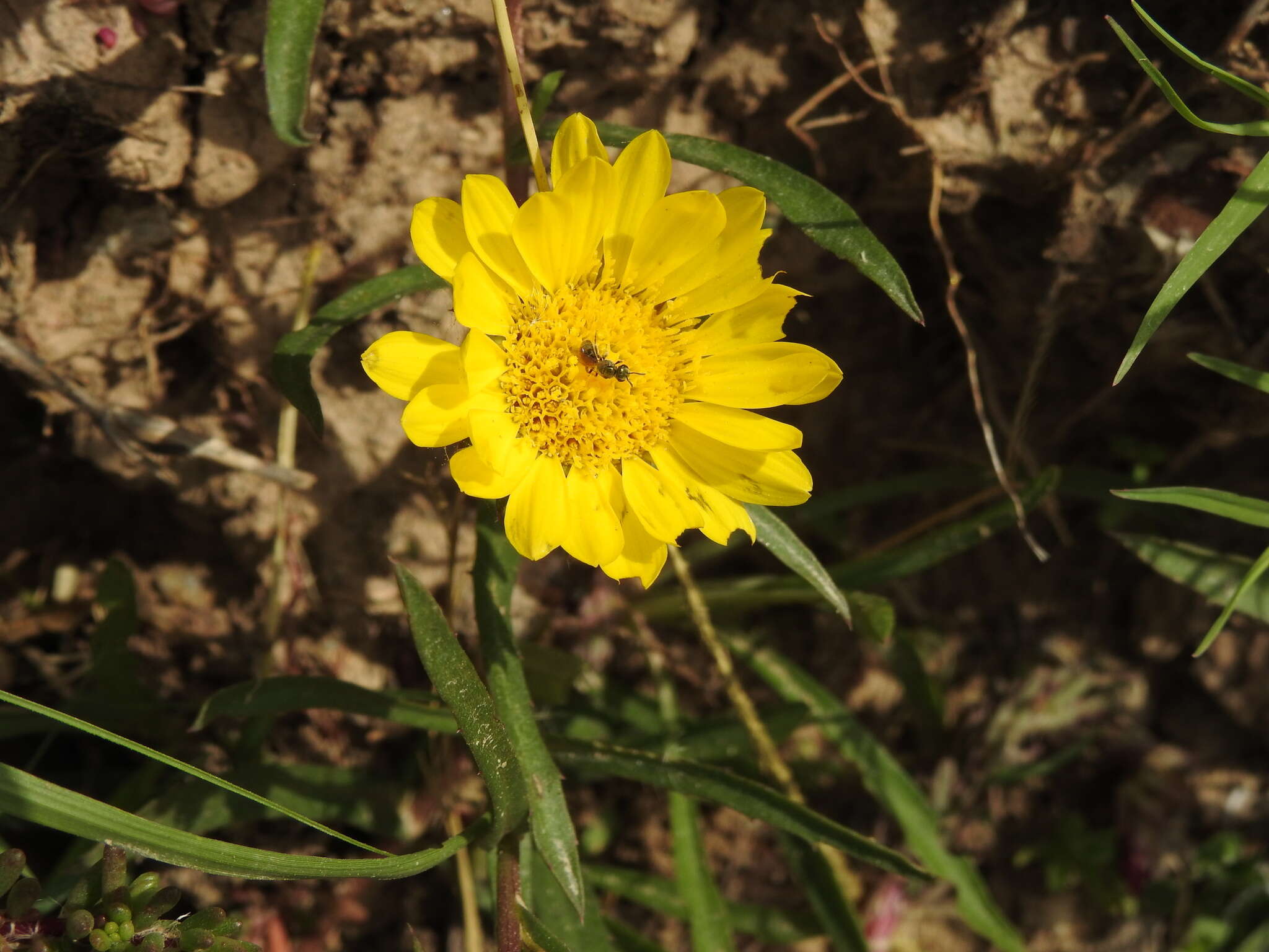 Image of Grindelia scorzonerifolia Hook. & Arn.